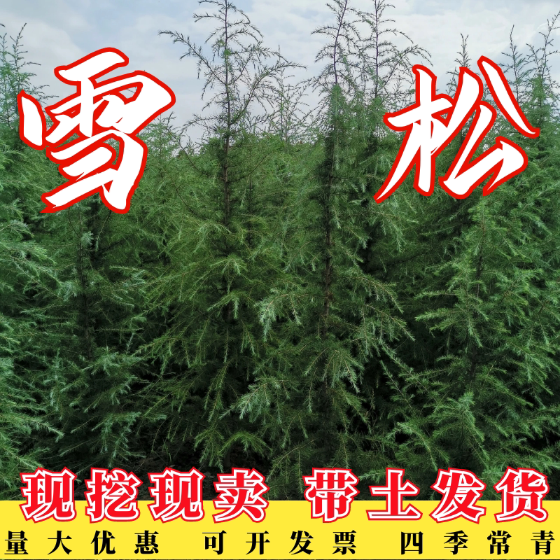 雪松树苗庭院绿化四季常青不落叶