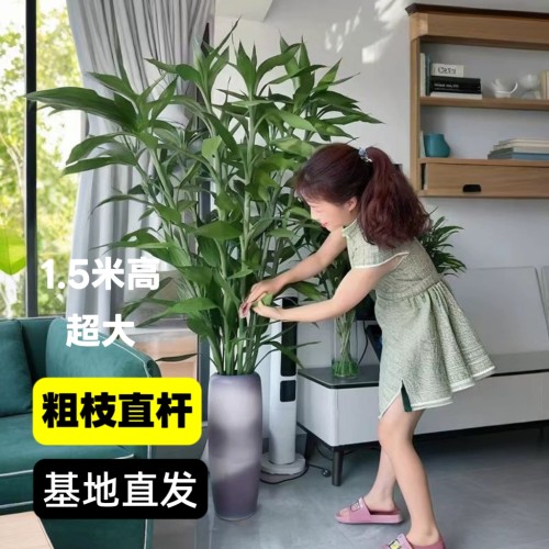 带根富贵竹办公室绿植客厅招财