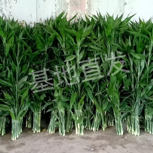 特级品质大颗富贵竹粗枝