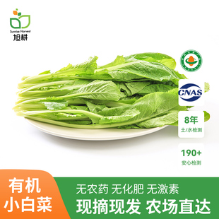 旭耕 有机小白菜250g 净菜青菜新鲜配送蔬菜上海青沙拉涮火锅食材