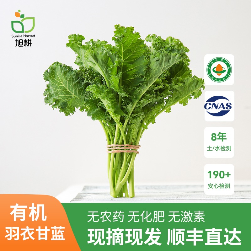 旭耕有机羽衣甘蓝新鲜蔬菜榨汁