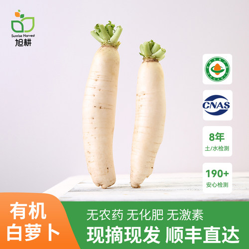 旭耕有机白萝卜炖汤新鲜蔬菜配送