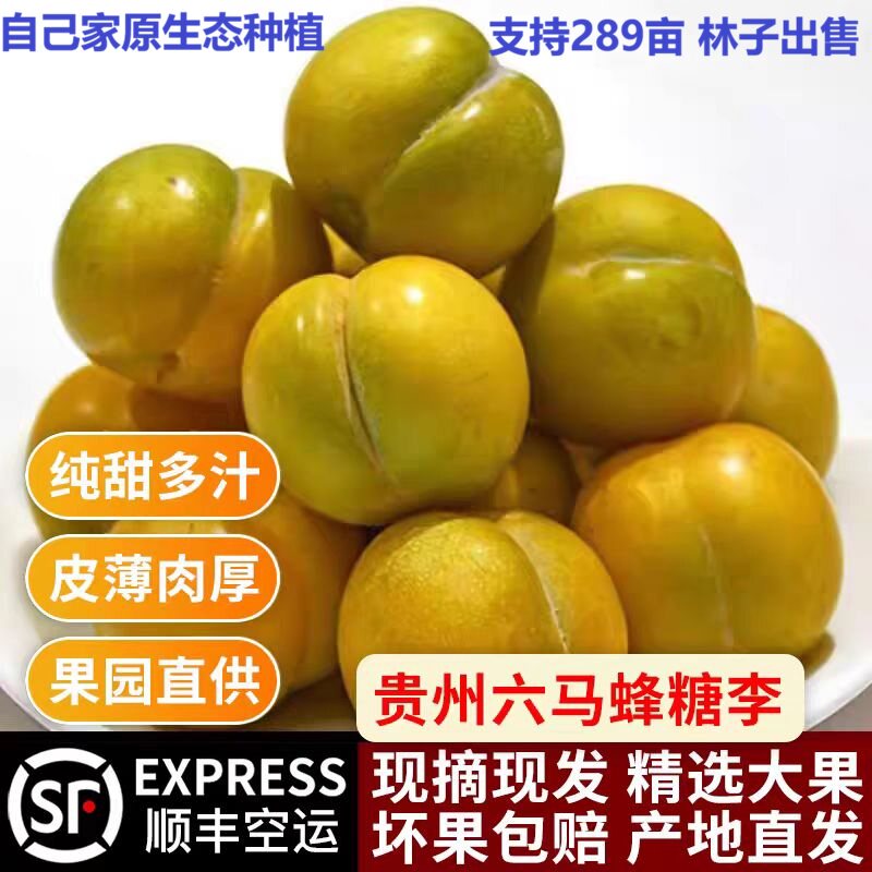 正宗贵州六马蜂糖李新鲜纯甜风糖李原生态蜂蜜李果园现摘蜂唐李子