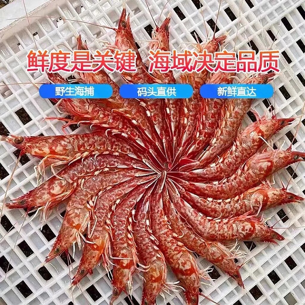 雷达网捕捞野生海杂樱花鸡冠图片