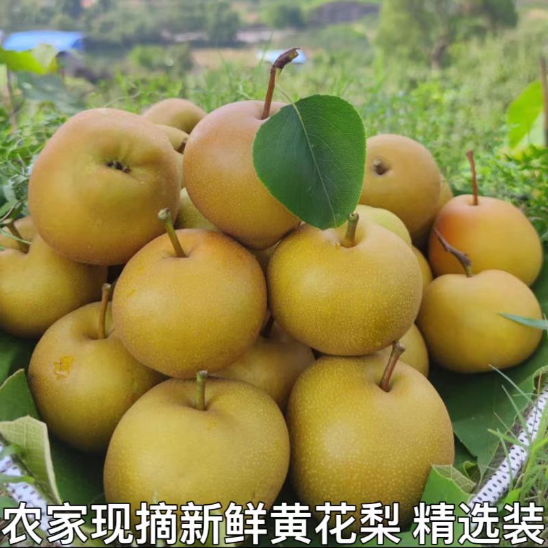湖北襄阳农家现摘黄花梨脆甜爆汁图片