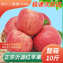 正宗沂源红苹果红富士脆甜多汁新鲜孕妇水果现摘现发整箱10斤 包邮