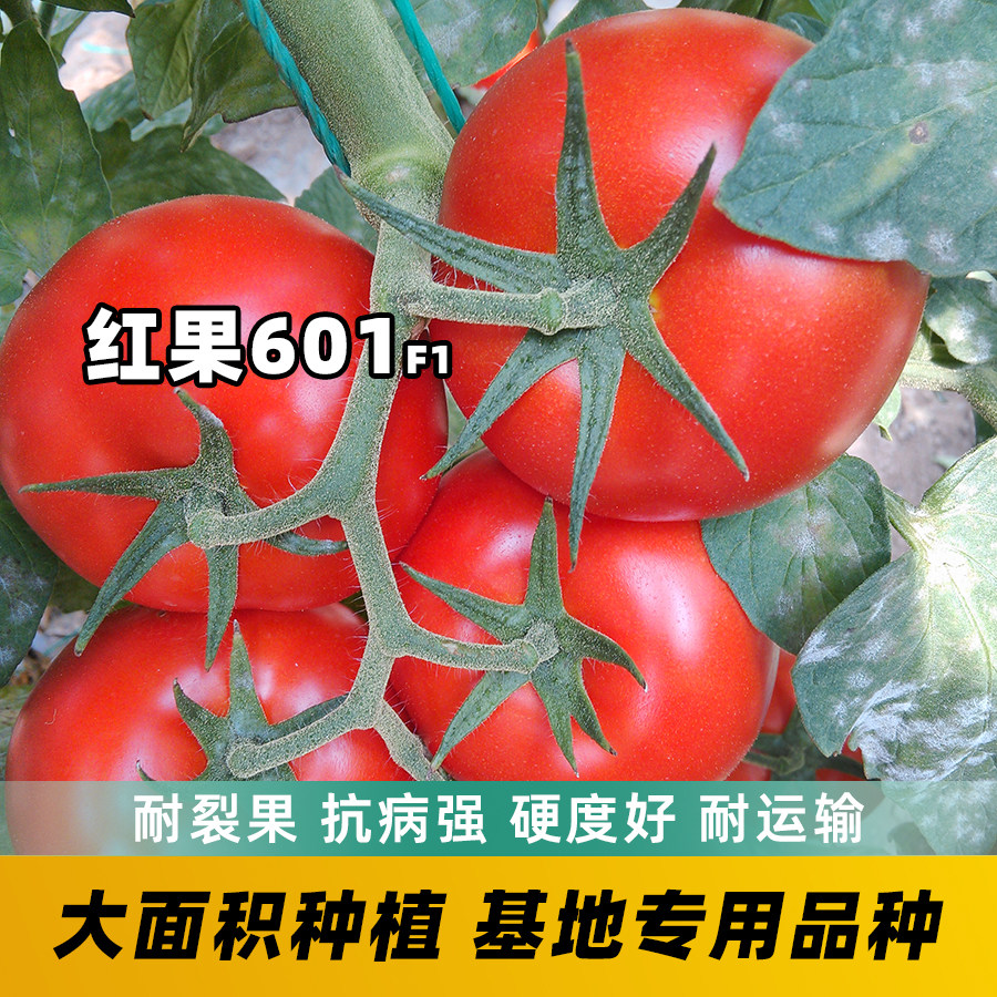 石头番茄种籽高产大红果西红柿苗四季夏季耐热不裂果农家蔬菜种孑