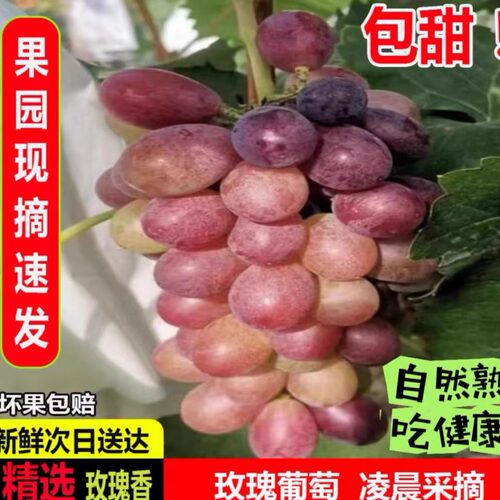 上海马陆葡萄玫瑰香葡萄包邮现采冷链直达粒大皮薄孕妇新鲜葡萄