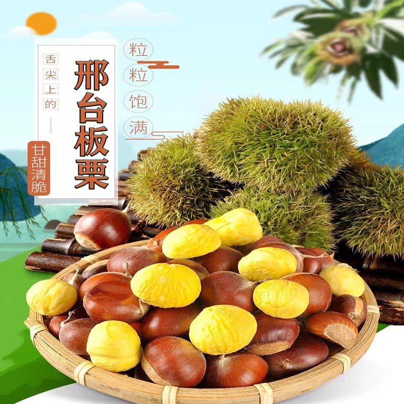 新鲜板栗邢台板栗甜糯生鲜栗子河北邢台特产散装 生栗送礼9斤包10