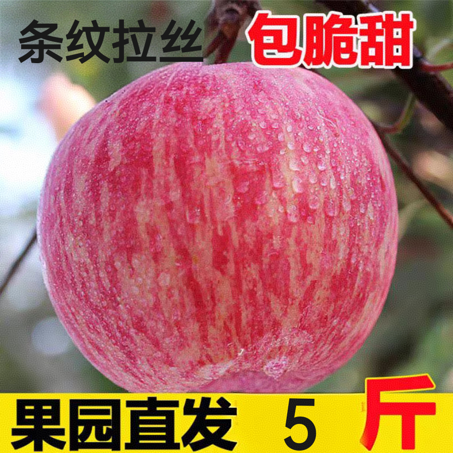 新鲜水果河北邢台浆水苹果红富士整箱农家应季水果5斤装脆甜苹果