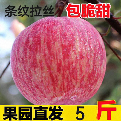 新鲜水果河北邢台浆水苹果红富士整箱农家应季水果5斤装脆甜苹果