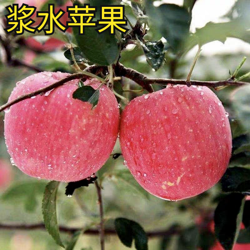 正宗河北邢台浆水红富士苹果新鲜水果脆甜多汁苹果一整箱