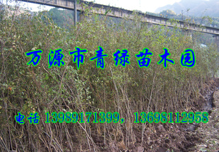 映山红苗,哪里卖杜鹃花苗,满山红苗,漫山红,映山红树苗哪里买