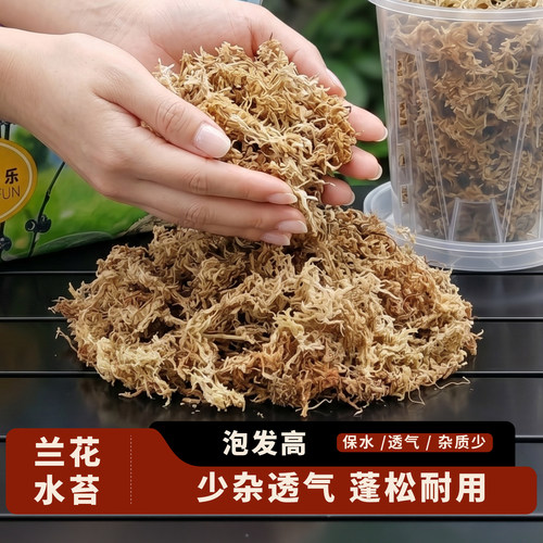 蝴蝶兰水苔干苔藓纯兰花专用青苔