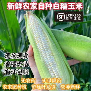 软糯香甜白糯玉米11号白色恋人