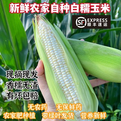 农家当季新鲜带皮甜糯白玉米棒子现摘现发非转基因孕妇常备粗粮