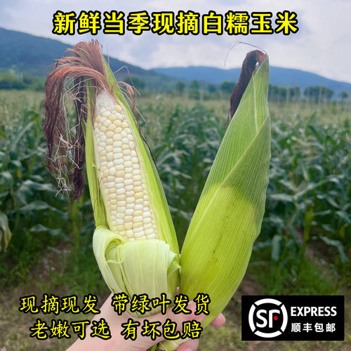 新鲜自种农家甜糯玉米现摘带叶发货孕妇健康粗粮非转基因顺丰包邮