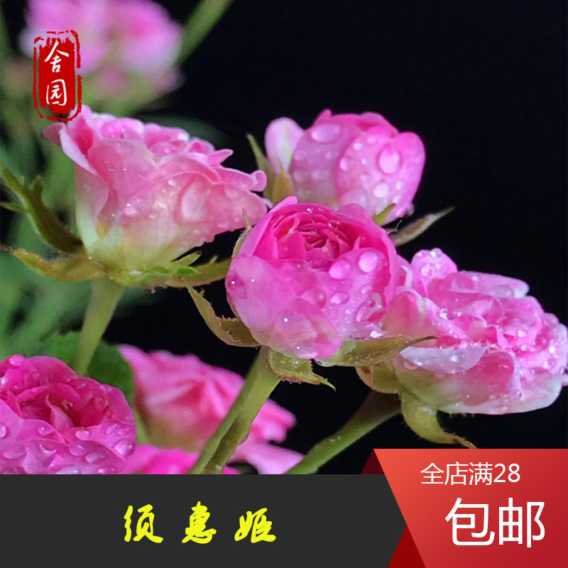 超微月季 须慧姬 粉超微在类目 鲜花速递/花卉仿真/绿植园艺, 花卉/绿植盆栽（新）, 花卉中 - 来自Buy2taobao.com提供专业的淘宝代购服务