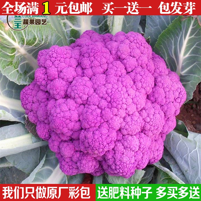紫花菜种子多少钱 紫花菜种子优惠券免费领取 有条鱼