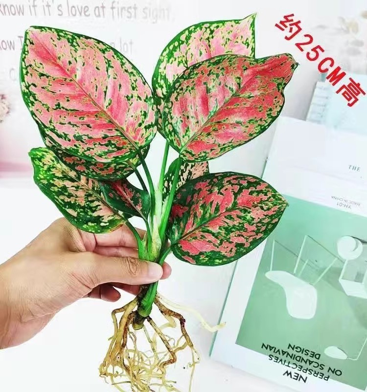 如意皇后吉利红盆栽发财树白掌红掌文竹吸甲醛小绿植懒人水培植物