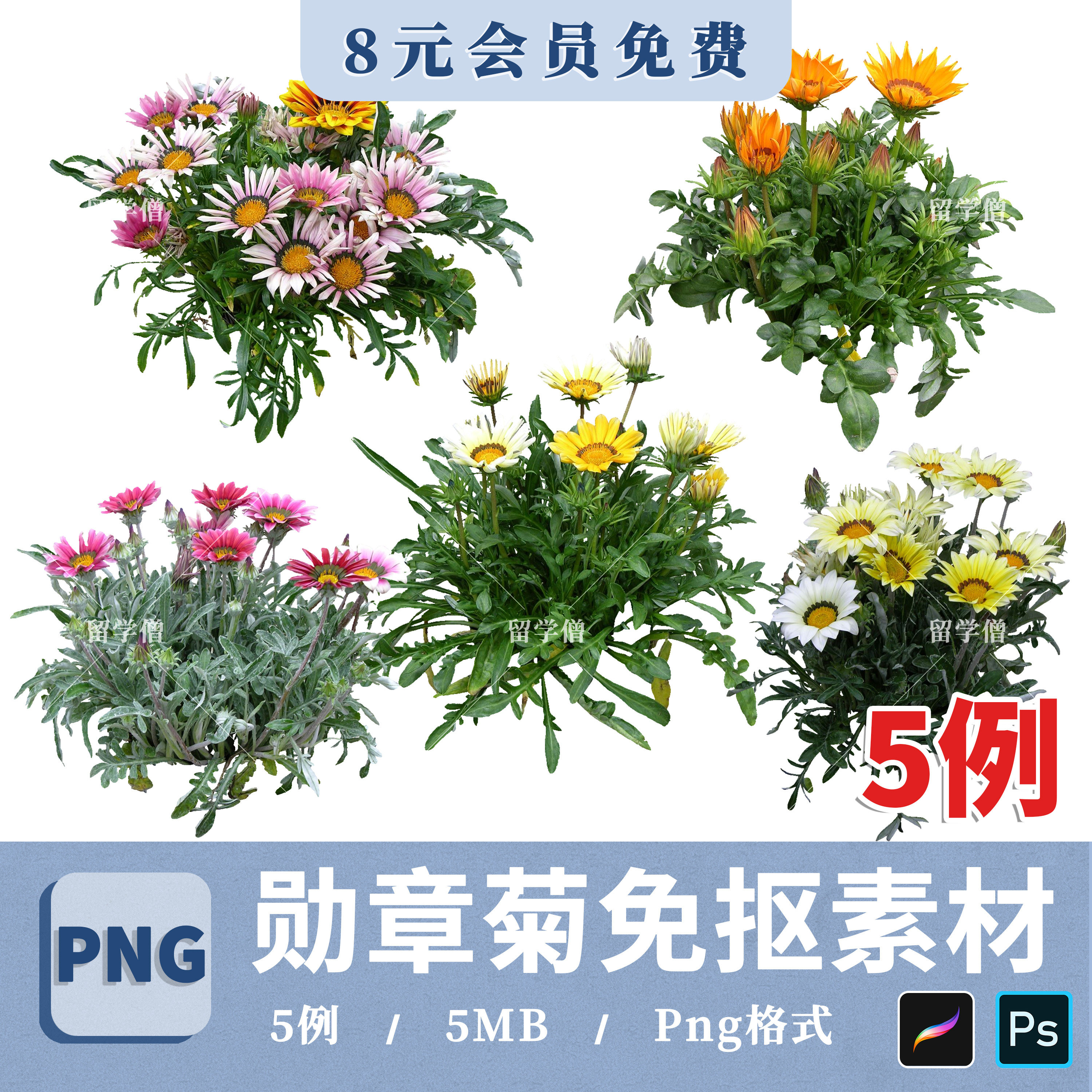 鲜花花卉勋章菊PNG高清免抠勋章菊花境植物PS素材procreate贴图片图片