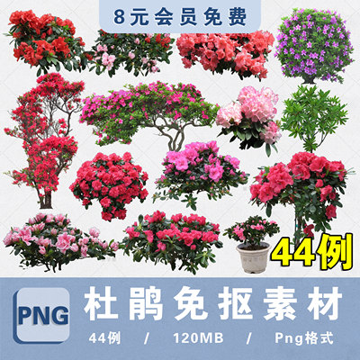 PS树状杜鹃绿篱杜鹃球盆栽花镜花境花卉PNG免扣PSD分层设计素材