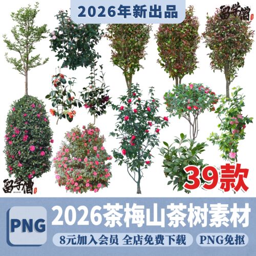 PS茶梅山茶花花境植物PNG免抠平面立面高清图片procreate贴图素材