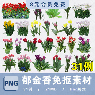 郁金香高清花卉植物素材PNG高清免抠PS郁金香procreate拼贴图素材