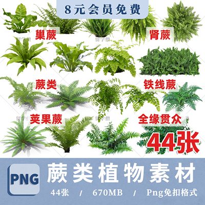 园林PS蕨类植物巢蕨肾蕨荚果蕨铁线蕨全缘贯众PNG免抠PSD分层素材