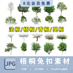 【梧桐】ps植物免扣园林景观梧桐法桐英桐青桐悬铃木效果图素材