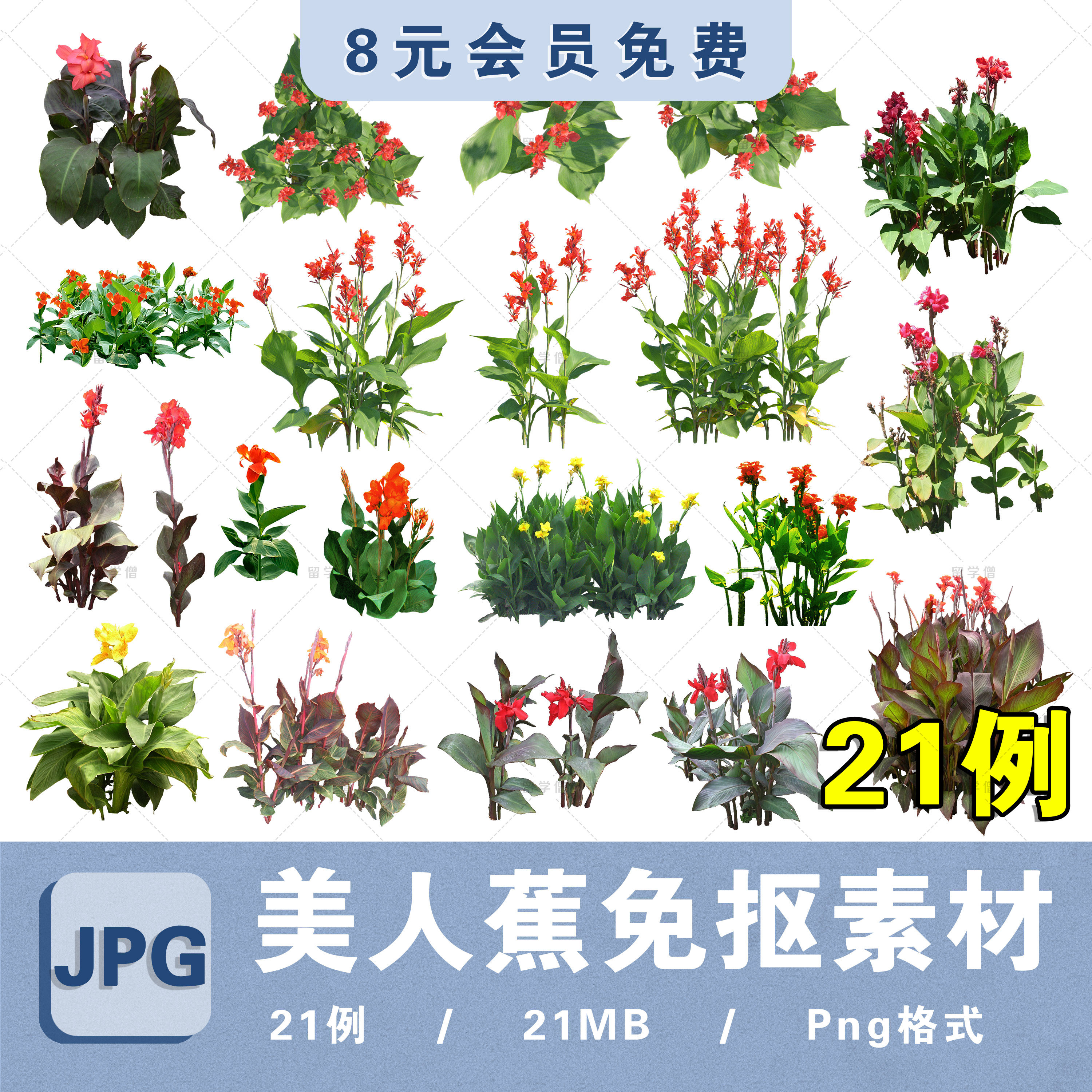 水生植物美人蕉高清png免抠植物ps美人蕉平立面贴图植物拼贴素材