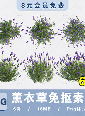 花境植物薰衣草PNG高清免抠PS分层高清植物图片procreate贴图素材