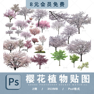 樱花晚樱落叶小乔木png免扣园林植物 高清樱花植物ps素材真实风格