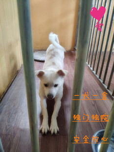 上海宠物寄养/家庭狗狗托管/狗子代养/长短期代管/专车接送可视频