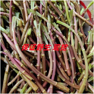湖北野生无叶无老梗纯自然野生芦蒿堤蒿泥红藜蒿新鲜现摘现发嫩梗