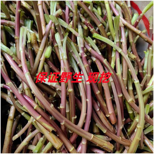 湖北野生红泥藜蒿现摘现发嫩梗