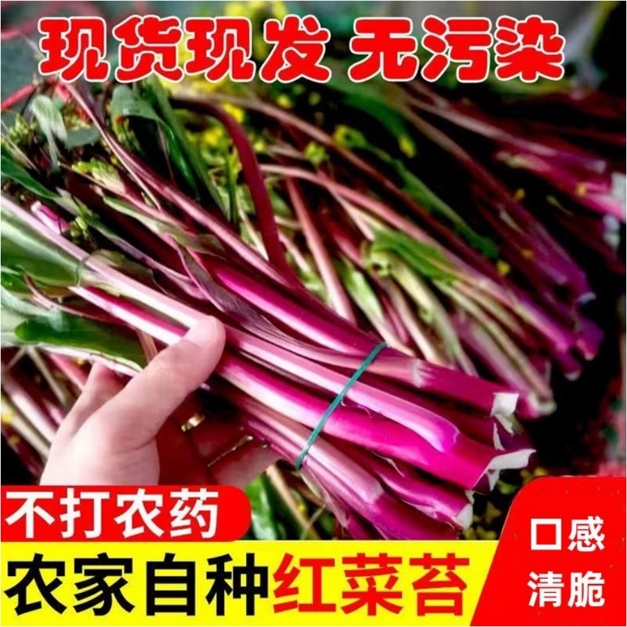 现摘新鲜红菜苔当季农家红菜心