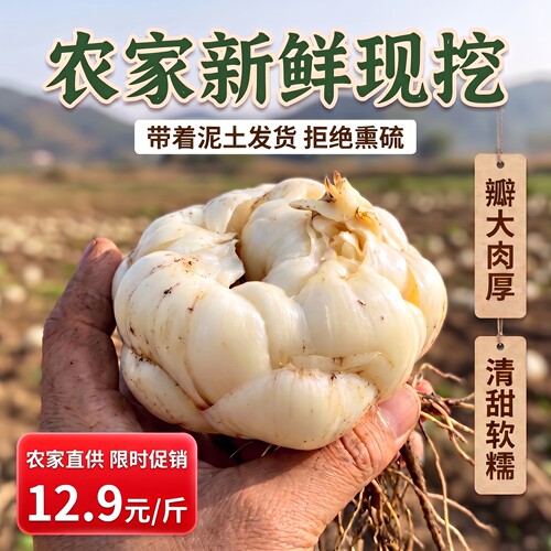 新鲜高山甜百合食用口感软糯甘甜无硫现挖现发农家自种非宜兴百合