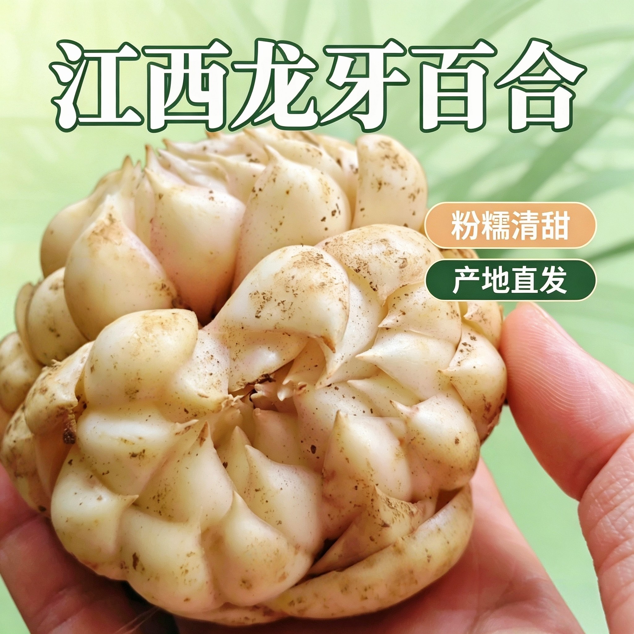 正宗龙牙百合新鲜江西龙牙百合粉糯万载白水龙牙百合非宜兴百合