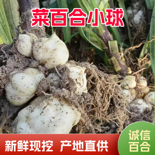 甜百合菜百合新鲜自种带根百合食用小百合煲汤煮粥清甜非龙牙百合