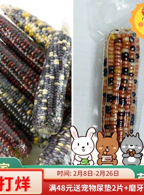 仓鼠磨牙玉米啃咬零食天然磨牙棒迷你磨牙工具宠物小玉米耐啃1个