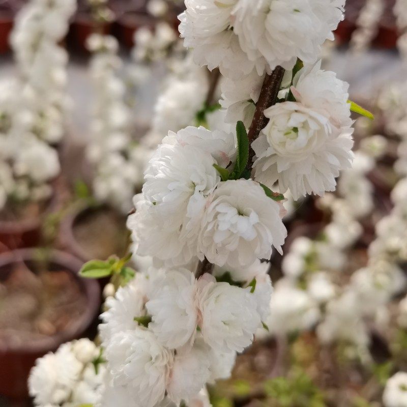 白花重瓣麦李粉花珍珠李东北耐寒多年生灌木花卉盆栽地栽庭院植物,鲜花速递/花卉仿真/绿植园艺,绣球/木绣球/木本植物,淘宝优惠券,粉丝福利购,淘宝优惠卷