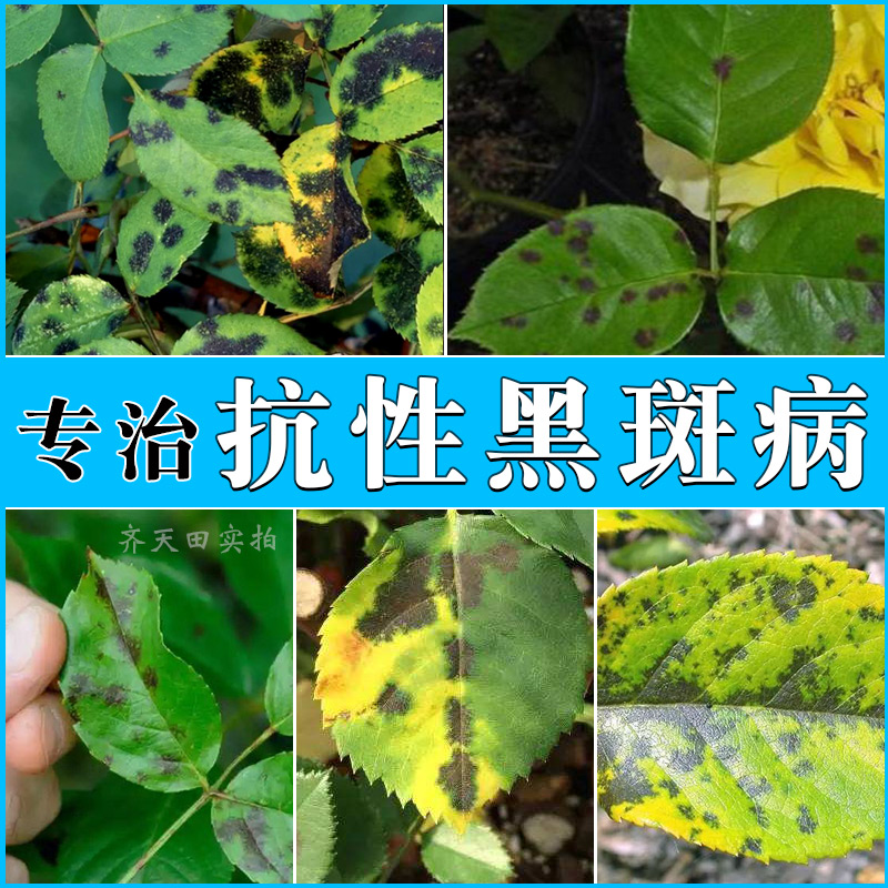 月季花黑斑病专用药兰花药多菌菌灵杀菌剂玫瑰花花卉植物常用药