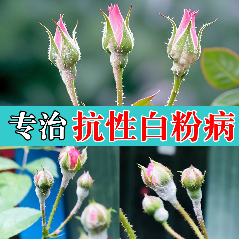 戊唑醇白粉病杀菌剂植物白粉病专用药月季玫瑰花病虫害常用药草莓