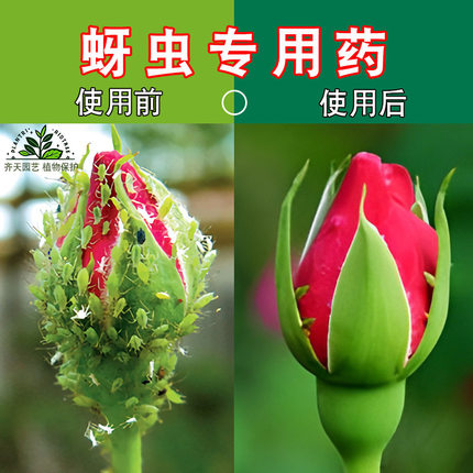 蚜虫专用药吡虫啉杀虫剂花卉植物腻虫花草小白药除虫月季蚜虫喷雾