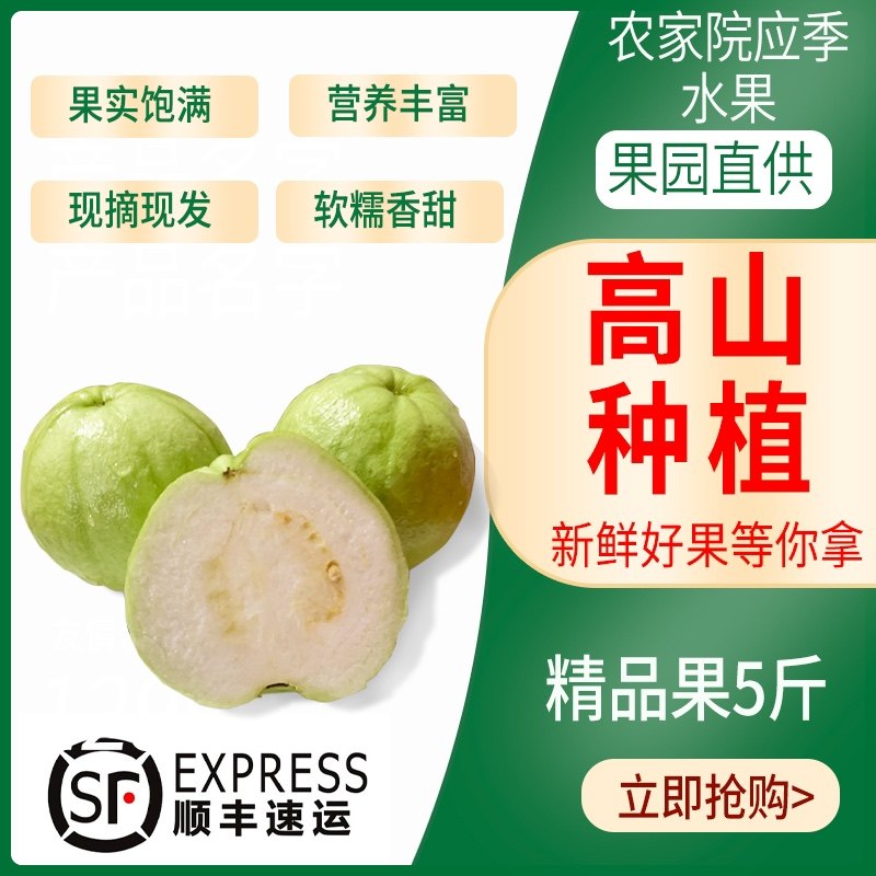 【顺丰速运】新鲜水果现摘脆甜珍珠芭乐番石榴水果新鲜白心芭乐