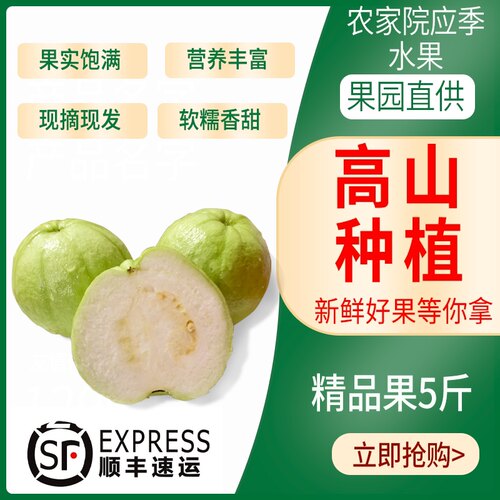 【顺丰速运】新鲜水果现摘脆甜珍珠芭乐番石榴水果新鲜白心芭乐