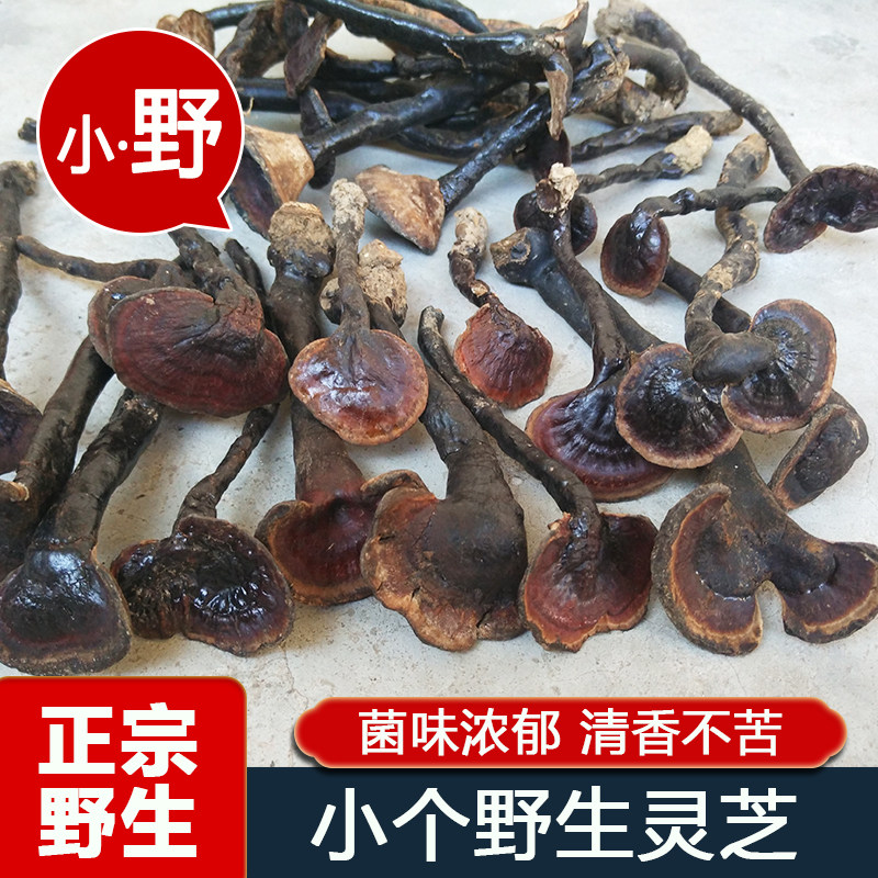 小个野生灵芝深山采摘野生紫灵芝整枝灵芝粤北正品天然黑灵芝250g