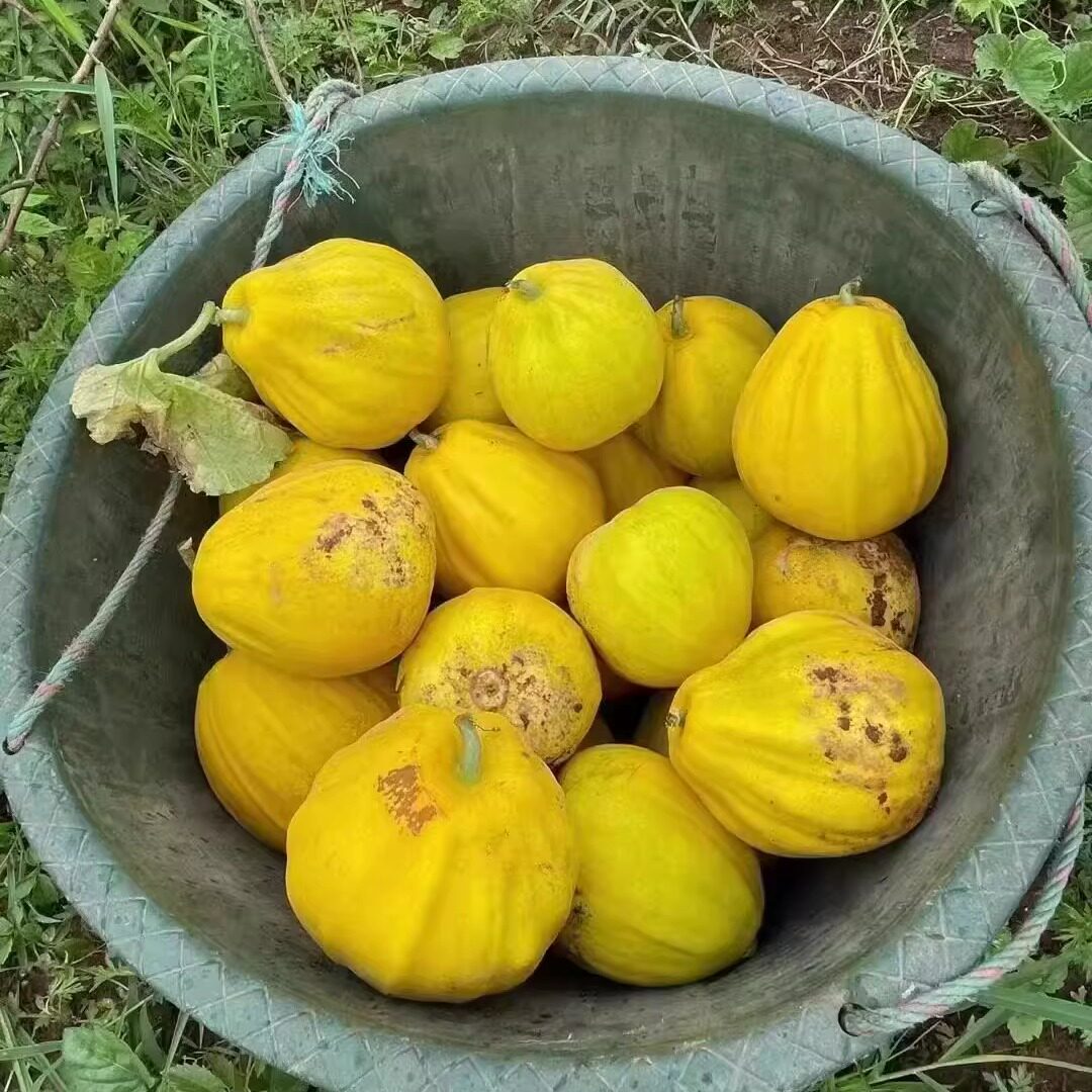 湖南怀化老品种黄金蜜瓜薄皮香瓜