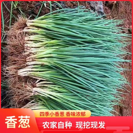 湖南麻阳本地农家自种小香葱苗四季新鲜分葱苗现挖现发葱苗带根